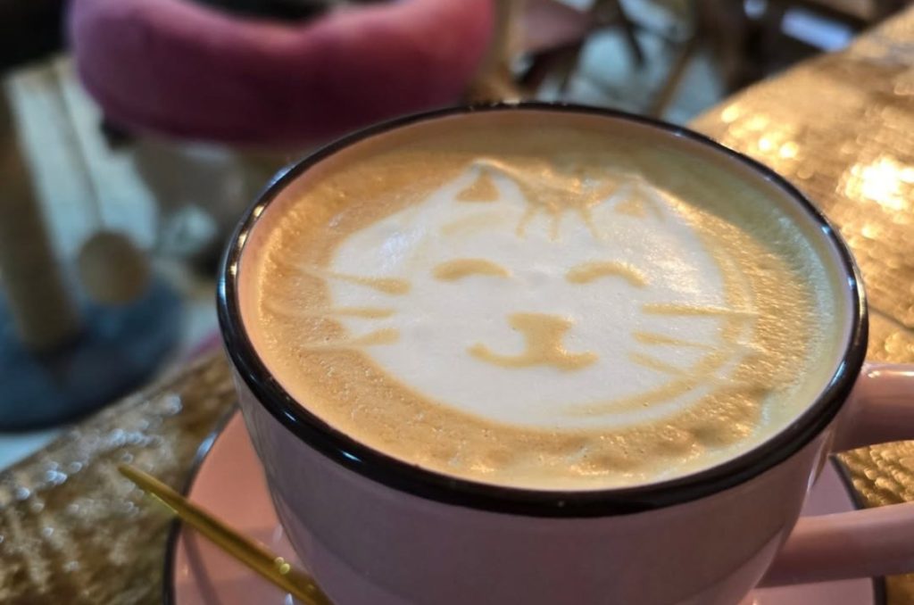 7 Vidas, el cat café que conquista Santa María la Ribera