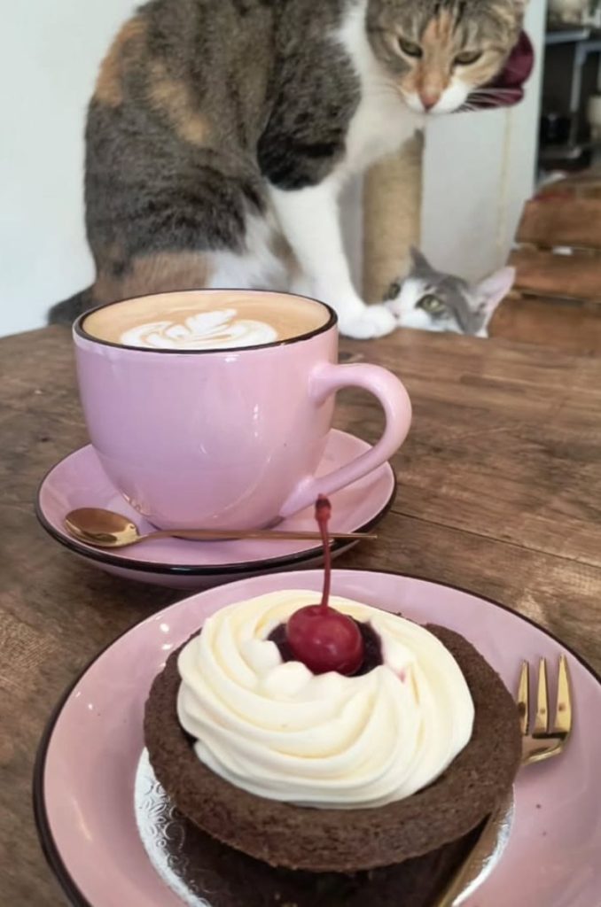 Conoce el menú de 7 Vidas Cat Café