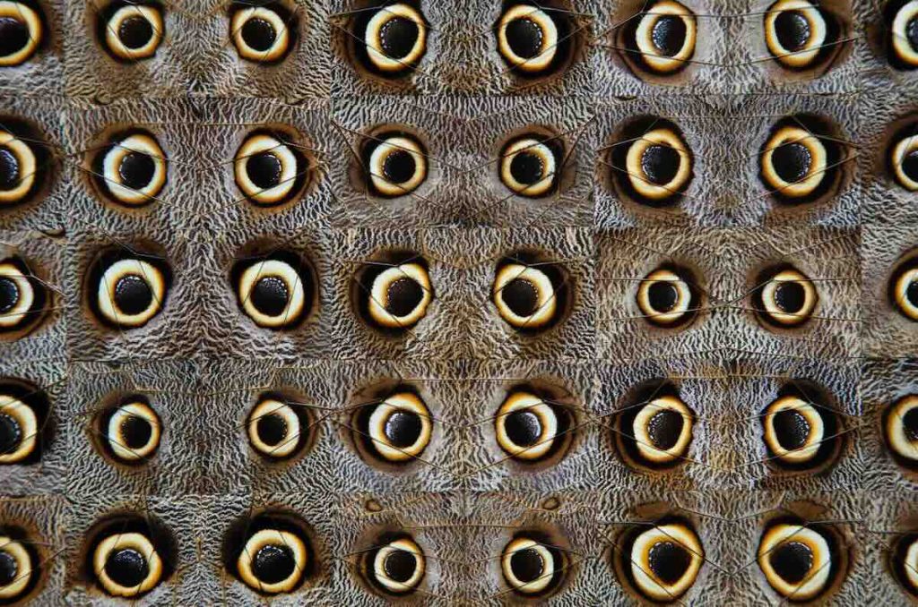 La Petite Mort, de Gabriel de la Mora, llega al Museo Jumex