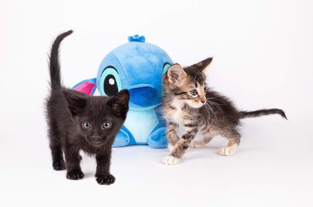 Café con menú de Stitch y gatitos en busca de su Ohana en CDMX