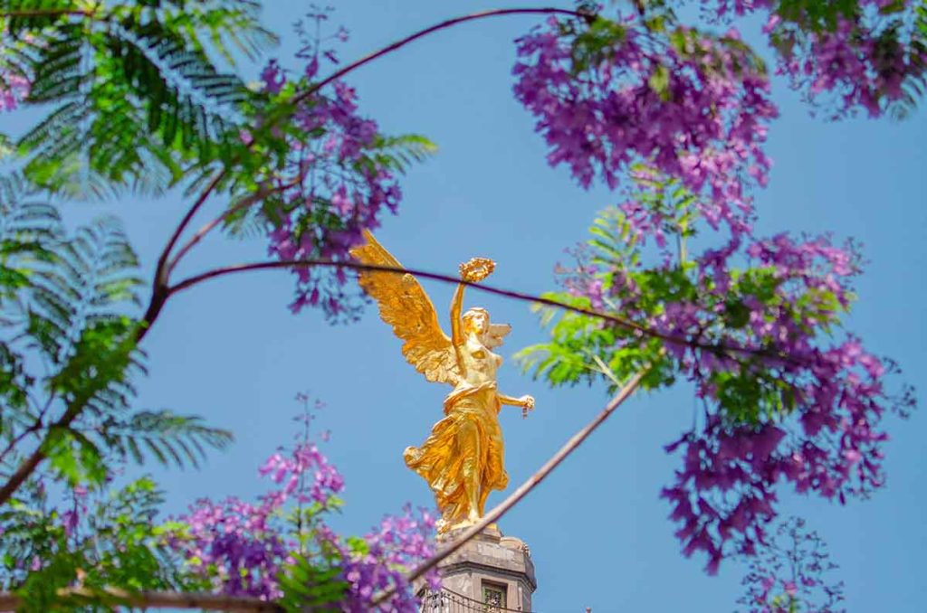 Recorridos de jacarandas para ver la CDMX como nunca