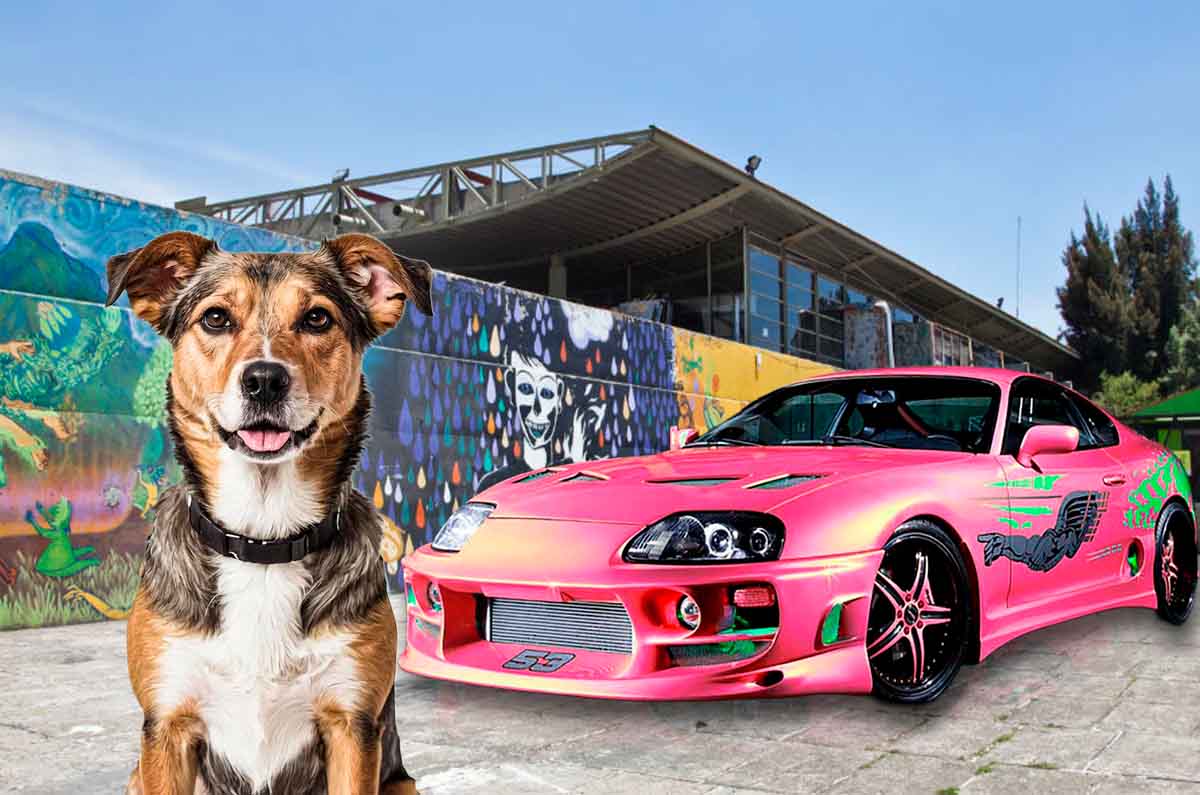 ¡Arranquen los motores en el “Croketon 2026”! Lánzate a esta exhibición de autos y apoya a una mascotita