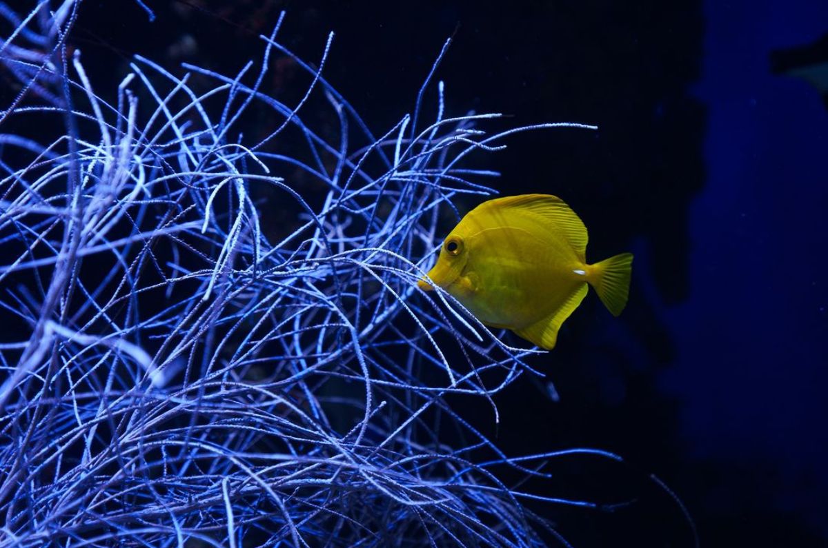 Foto: @acuariolnbursa