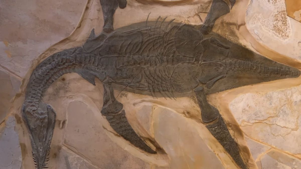 Fósil dentro de la exposición Dinosaurios Mexicanos