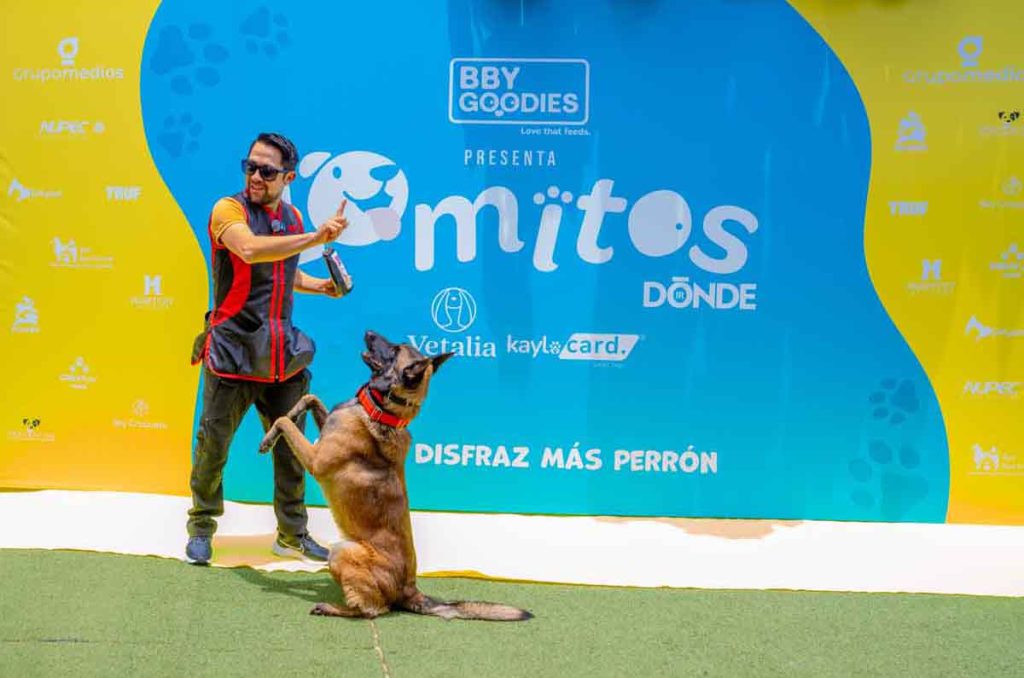 Lomitos Dónde Ir 2026: bazar gratuito para perros en el Wooftop Condesa