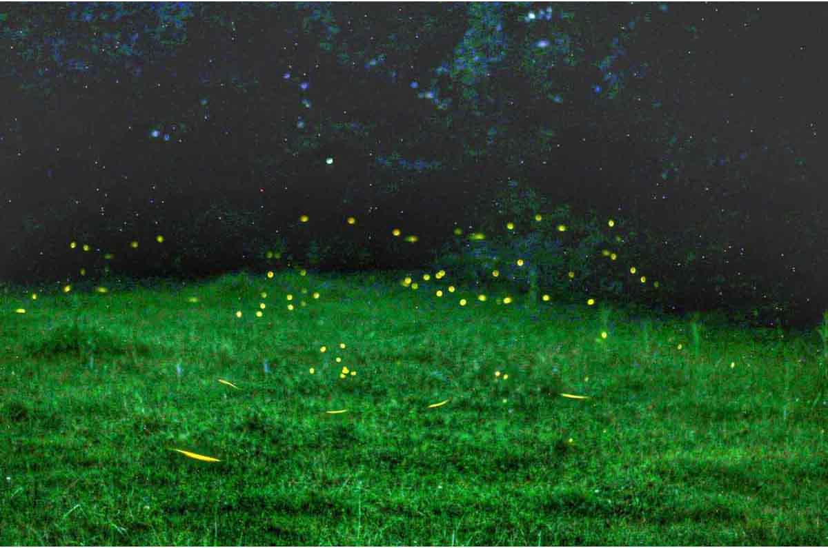 Tlalpujahua, Michoacán: un espectáculo natural con la magia de las luciérnagas