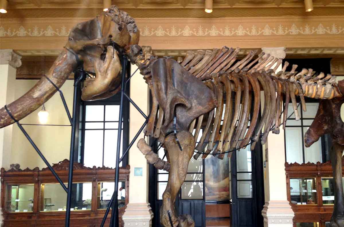 Museo de Geología de la UNAM: fósiles, rocas, meteoritos y dinosaurios