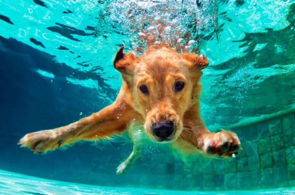 ¡Perritos a la alberca! Por $50 Vive una pool party con tu lomito en CDMX