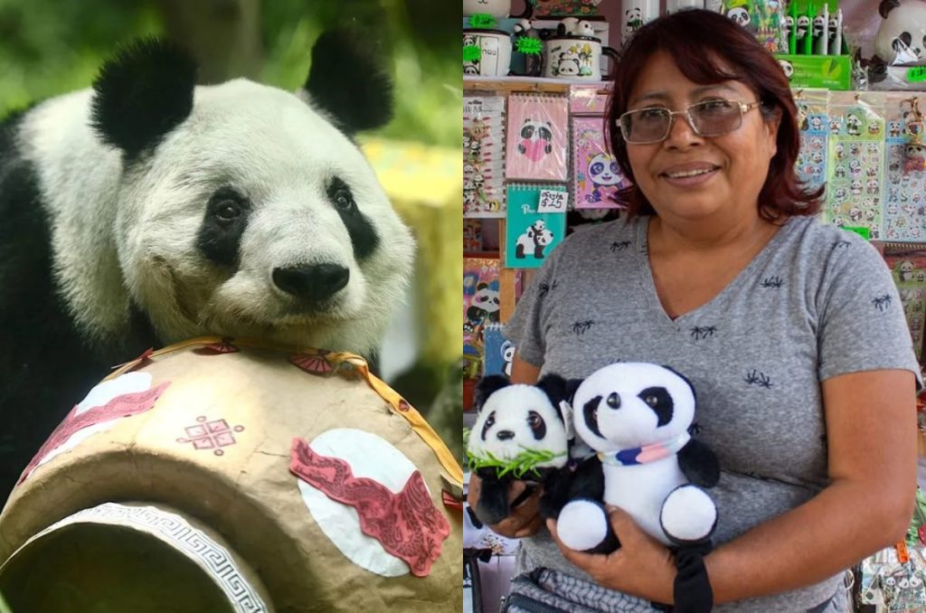Xin Xin panda Zoológico del Bosque de Chapultepec visita tienda La Casa de Xin Xin horario CDMX