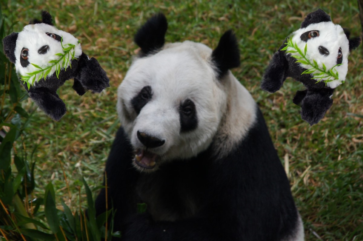 Xin Xin la panda tiene tienda en Chapultepec ¡Así puedes visitarla!