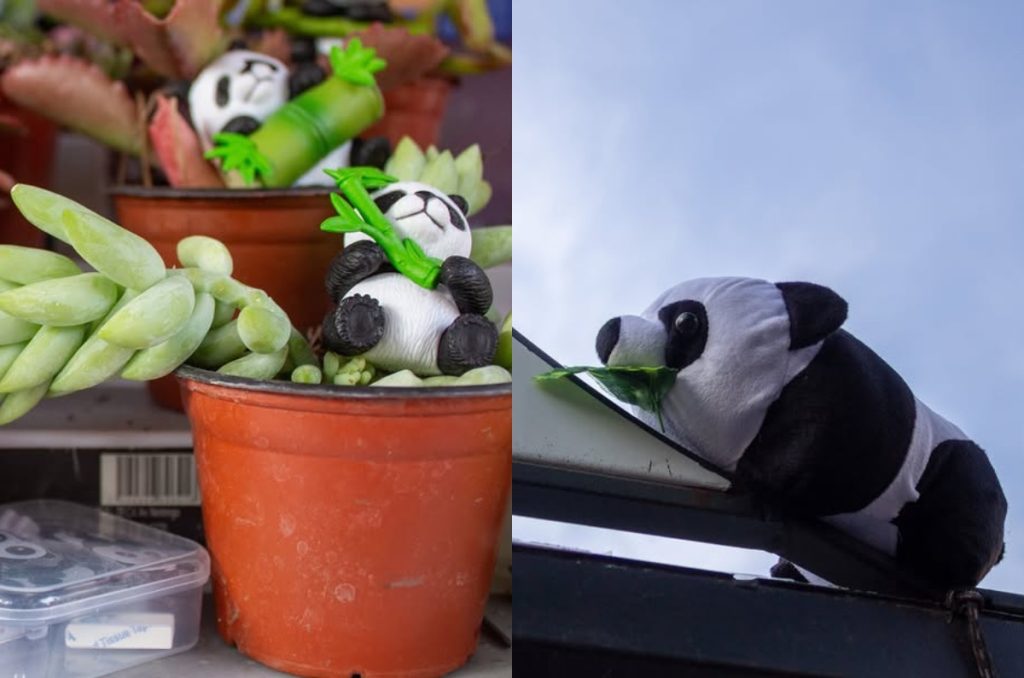 Xin Xin panda Zoológico del Bosque de Chapultepec visita tienda La Casa de Xin Xin horario CDMX