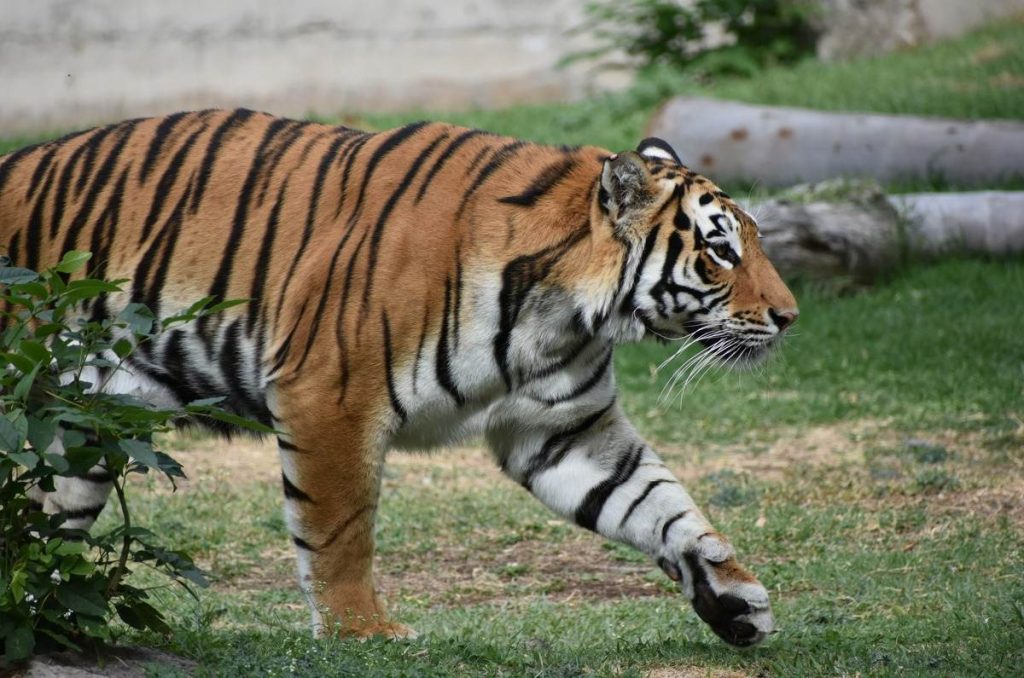 Zoológico de Guadalajara: precios, qué hacer y por qué es un plan imperdible